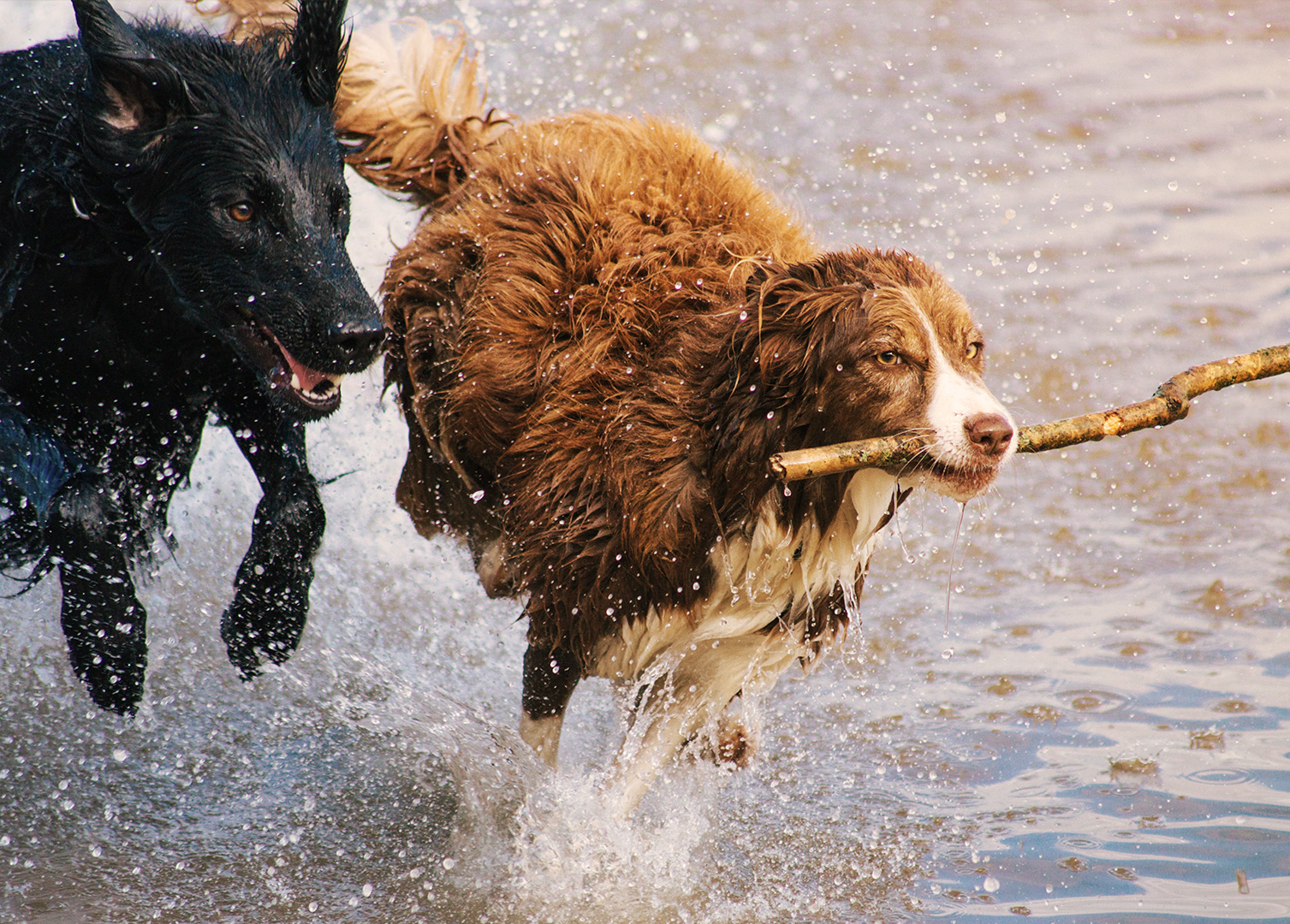 beneficios barf perros