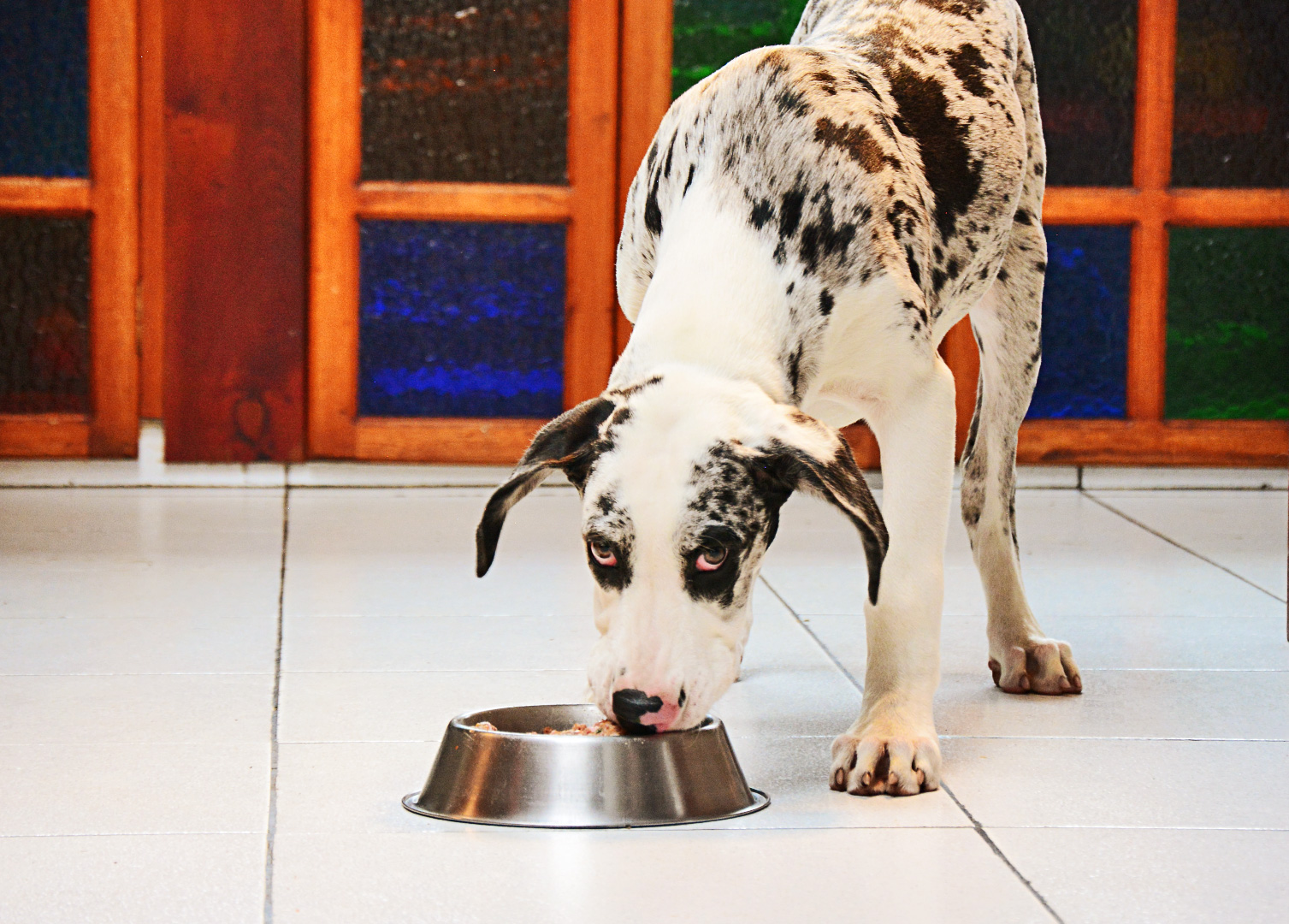 perro dieta barf
